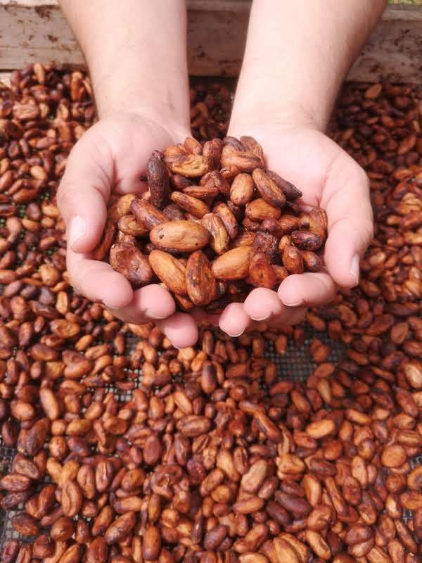 Cacao venezolano 2